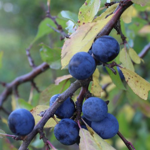 Nature as Therapy: Four Land Districts, or a Hike in Search for Sloes.